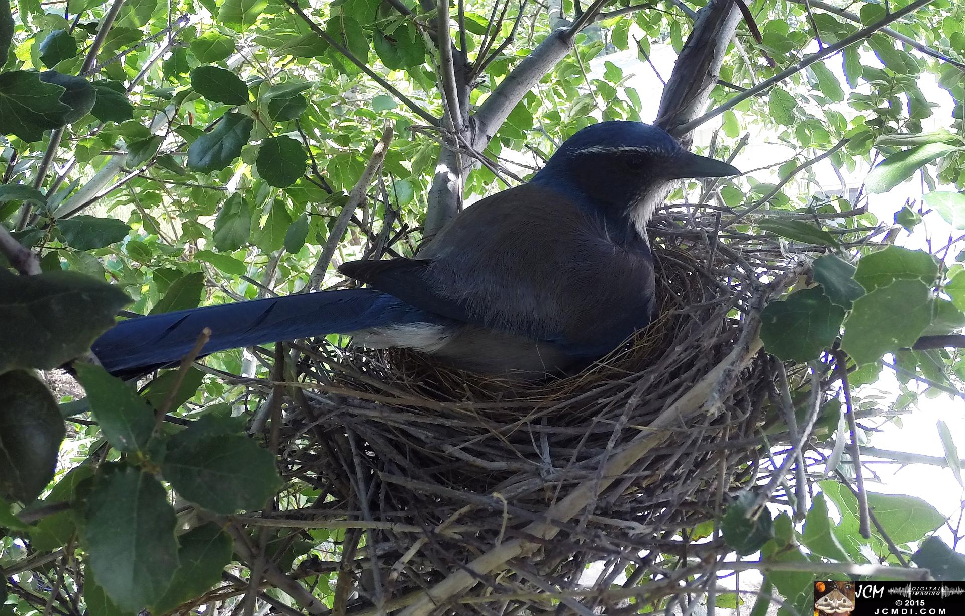 Scrub Jay female in nest wide new view